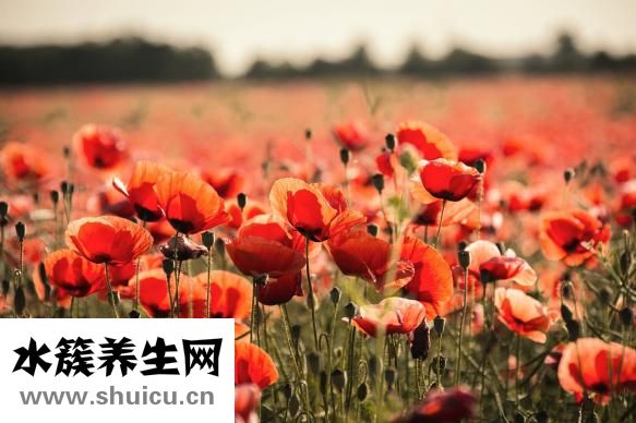 凉拌西葫芦丝