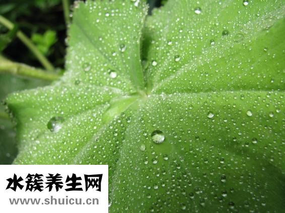 凉拌西葫芦丝