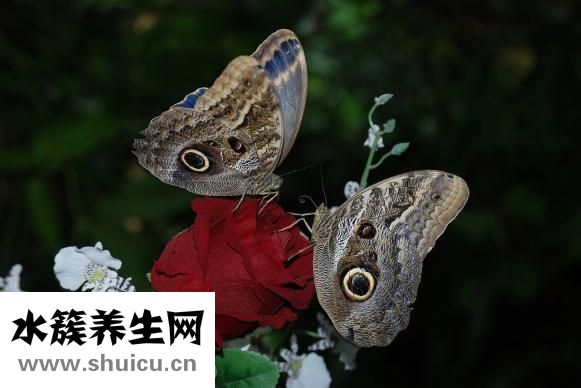 五眼果的功效与作用