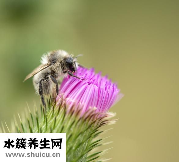 小蓟草图片