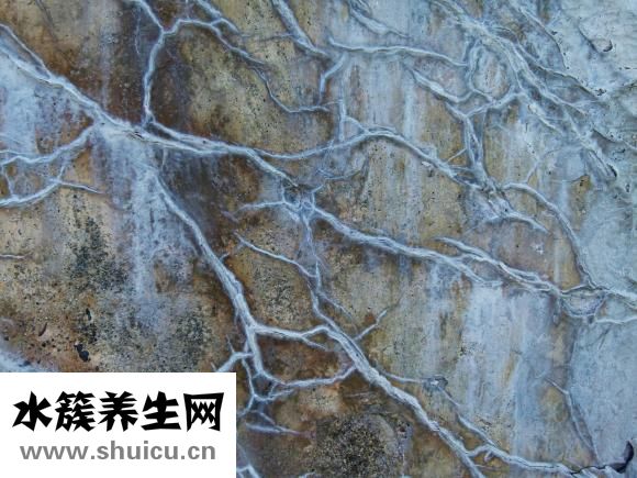 孕妇可以吃松子吗