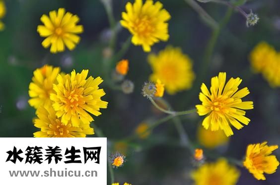 抑郁性失眠