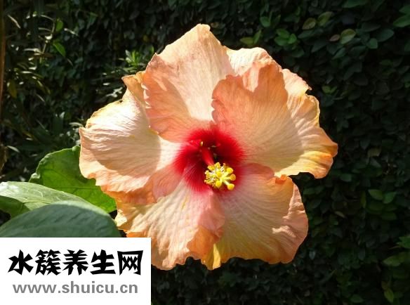 引产什么意思