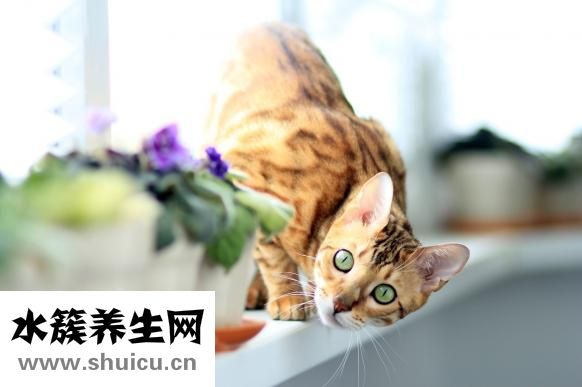 太阳穴凹陷怎么办