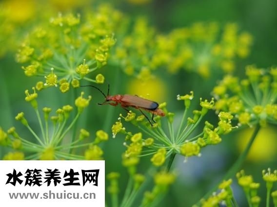 一药除口臭