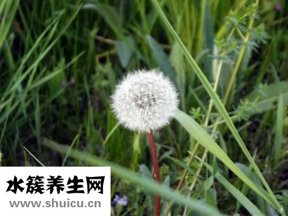 小蓟草图片