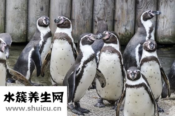 味精加可乐