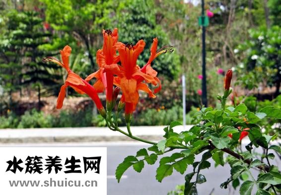咽炎能喝茶吗