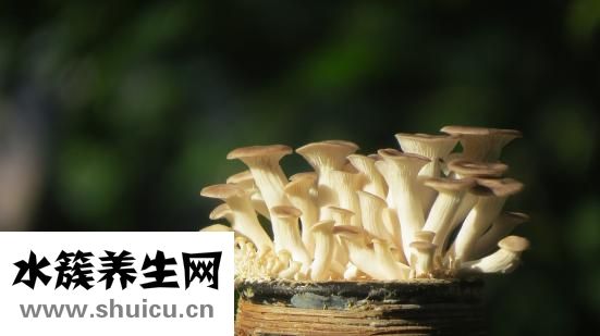 孕妇可以吃鲍鱼吗