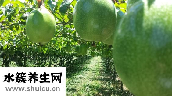 天麻蜜环菌片