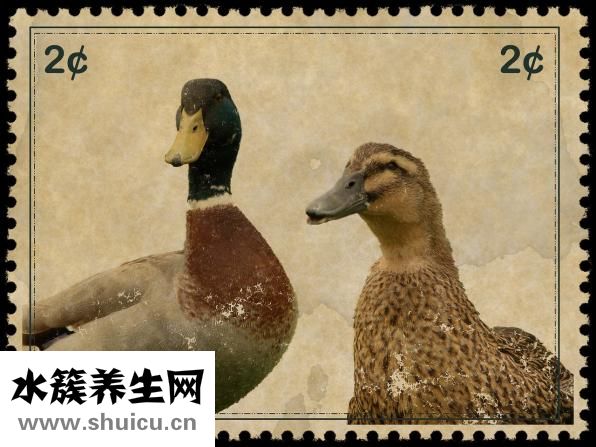 心悸吃什么药效果好