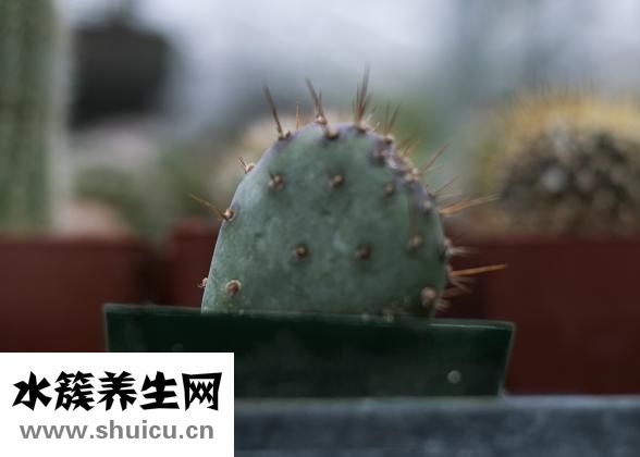 仙人球可以吃吗