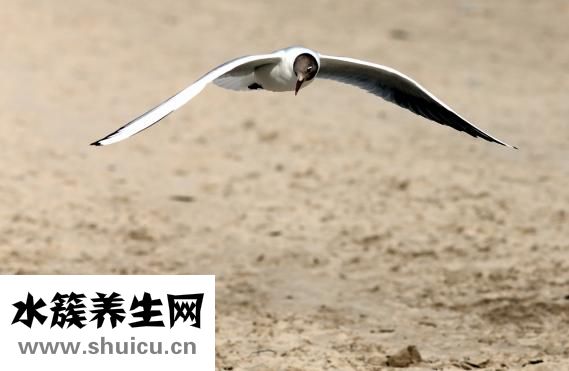 怎样做纳豆
