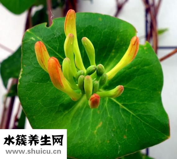 复方金银花颗粒