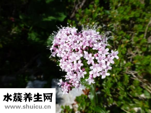 山药粉多少钱一斤