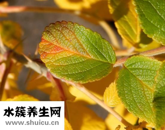 养胃喝什么茶好