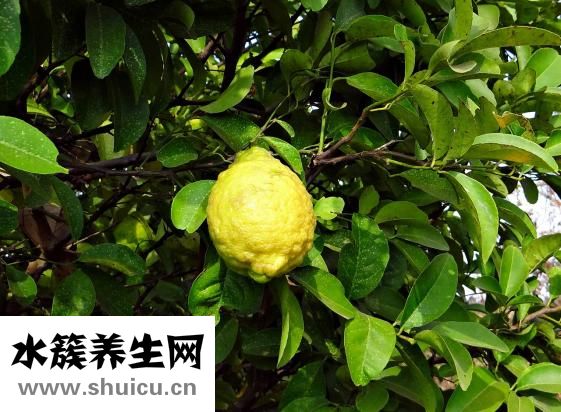 小米算不算粗粮