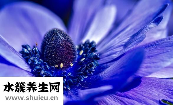 天麻的药用价值