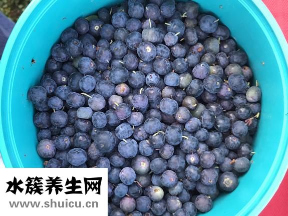 孕妇吃蓝莓好吗