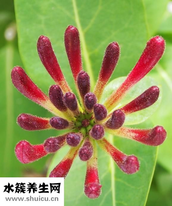 喉咙痛！复方金银花颗粒物能治咽喉肿痛吗？