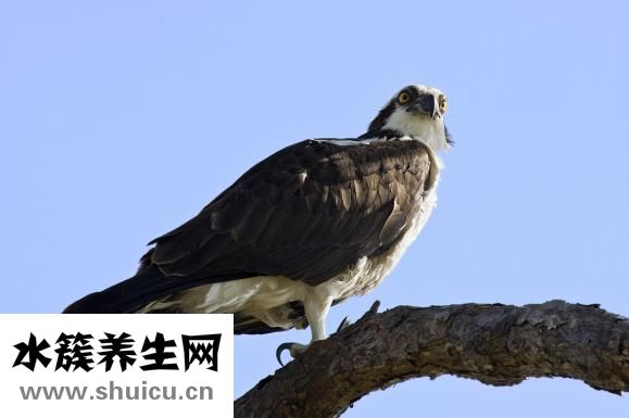 四肢酸痛无力