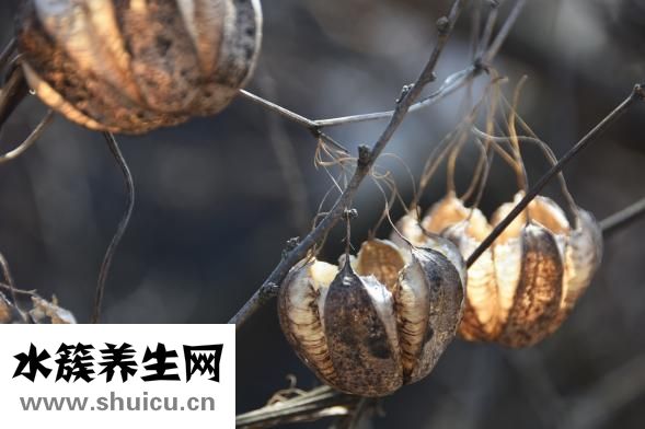 微波炉烤茄子