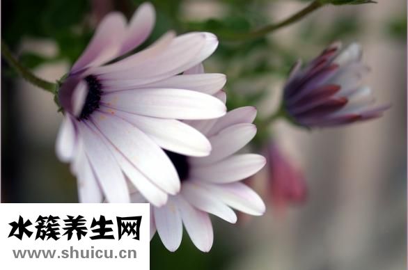 依帕司他胶囊