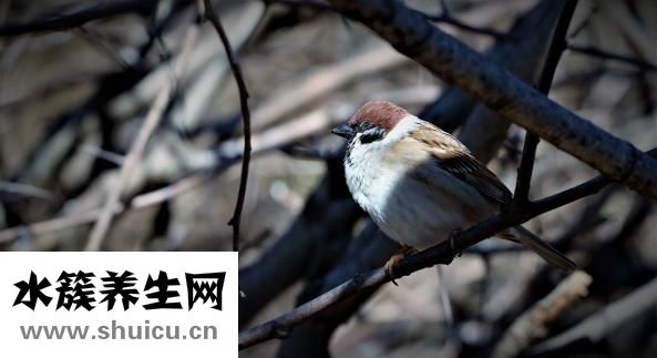 什么糖吃了不发胖
