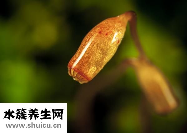 什么是真菌