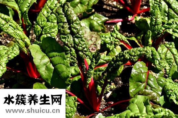 孕妇可以吃杨梅吗