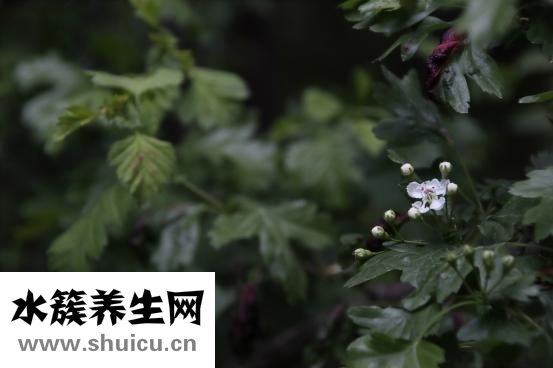 山楂茶的功效与作用