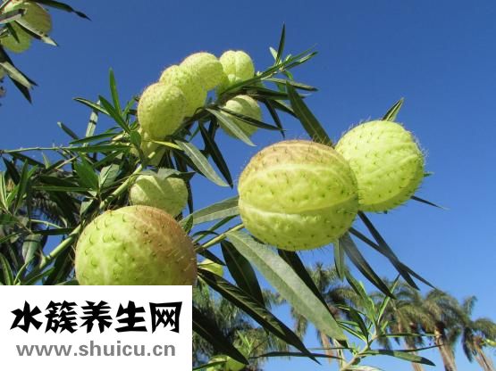 孕妇可以吃杨梅吗
