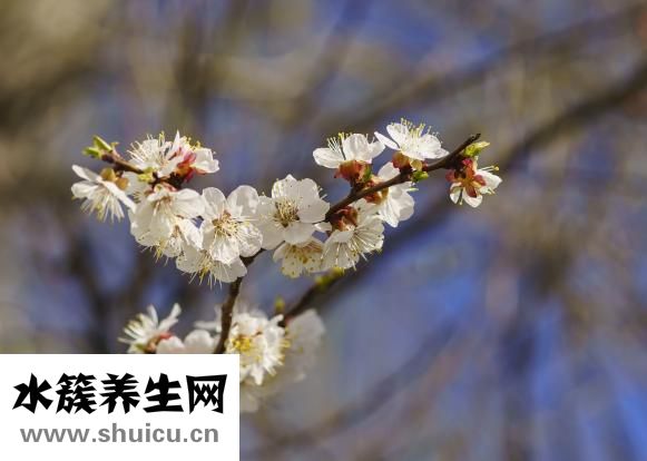 怎么炒青菜