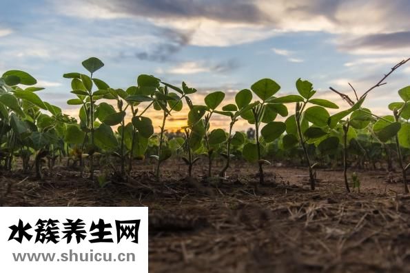 头发长得慢怎么办