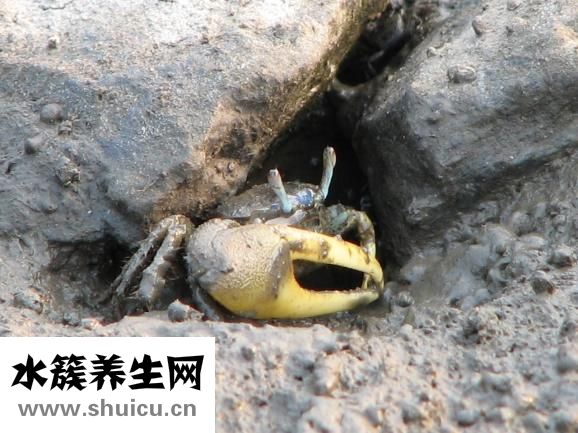 小龙虾上市时间