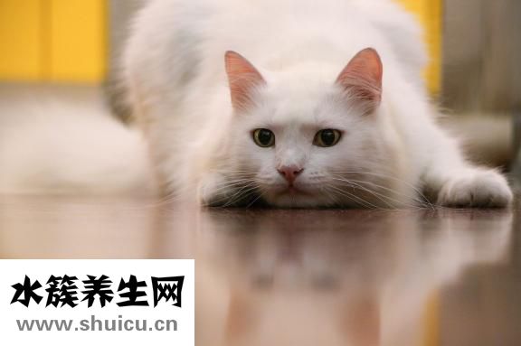 婴儿喂养知识