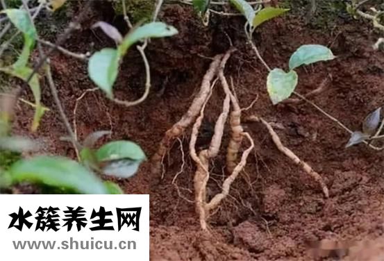 名贵中药材：菟丝子杜仲羊藿桑寄生仙茅杜仲金樱子骨胶蛤