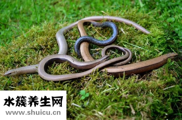 一根烤肠的热量