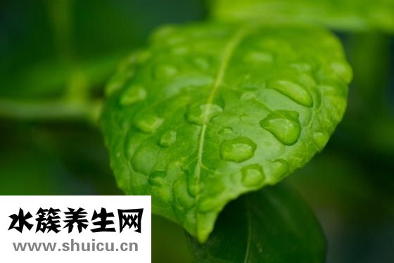 怎么炒青菜