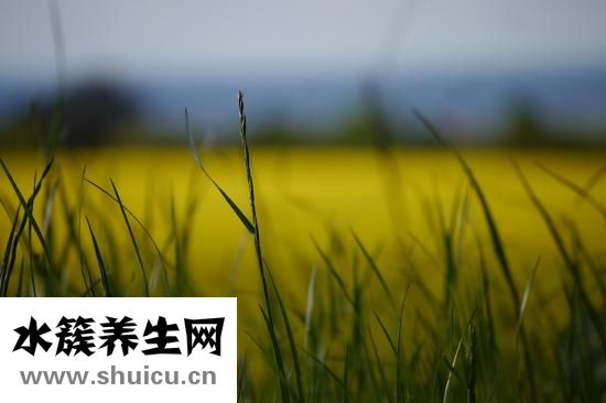 叶酸作用和功效