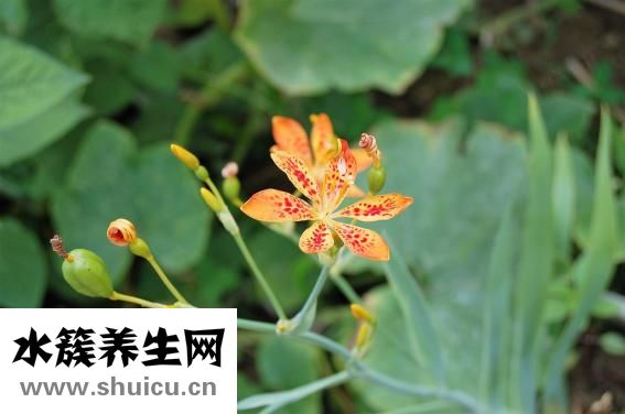中老年钙片