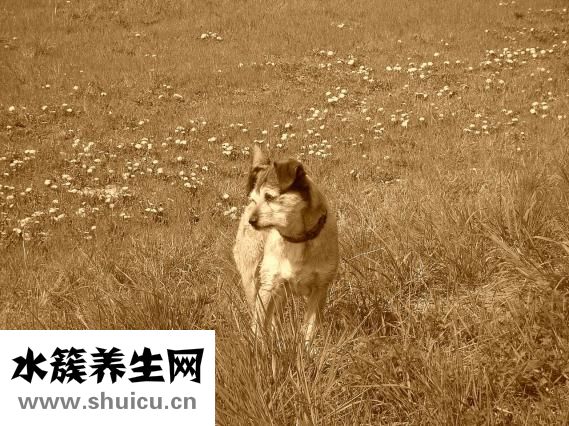 孕妇能不能吃狗肉