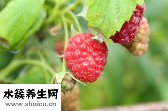 孕妇能不能吃狗肉