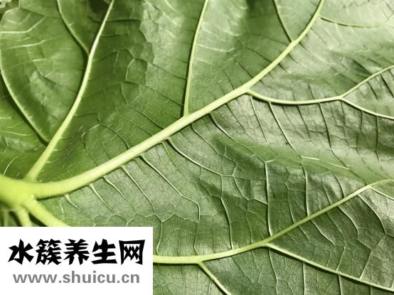 上火会引起痔疮吗