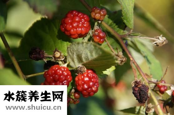 含铁高的食物