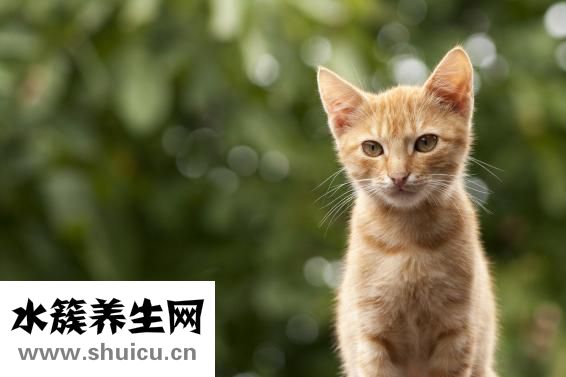 乙流的症状和表现