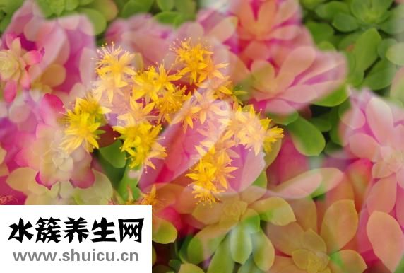 上皮细胞计数