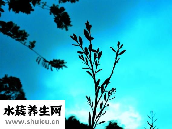 什么叫蜘蛛痣