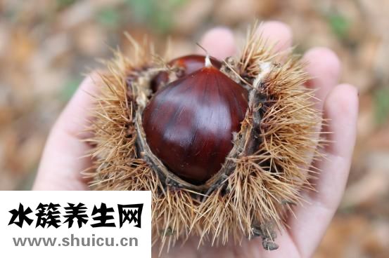 孕妇能吃栗子吗