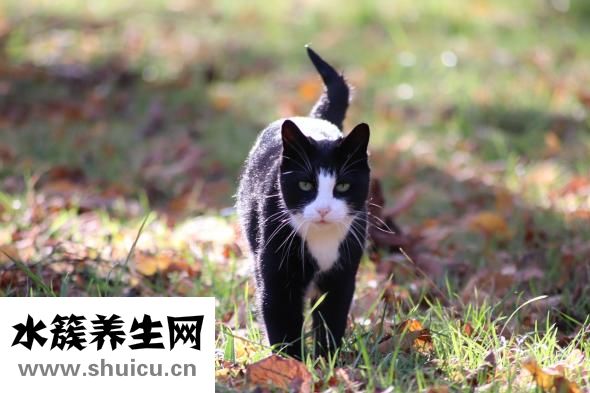 孕妇可以吃凉皮吗